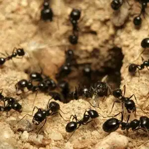 Hormigas comunes